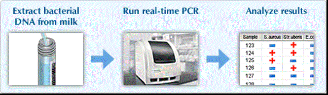 奶牛乳房炎病原菌分析系統(tǒng)